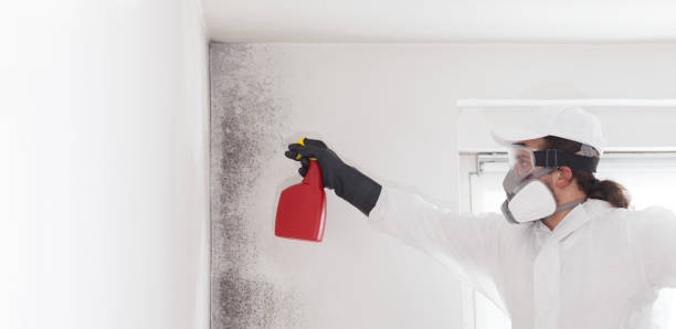 Best Commercial Mold Removal  in China Grove, NC