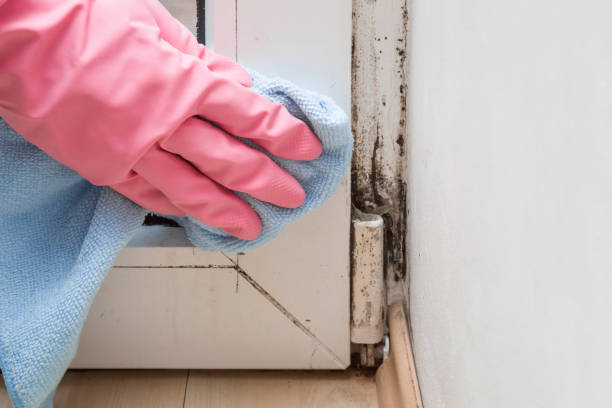 Best Same-Day Mold Removal  in China Grove, NC